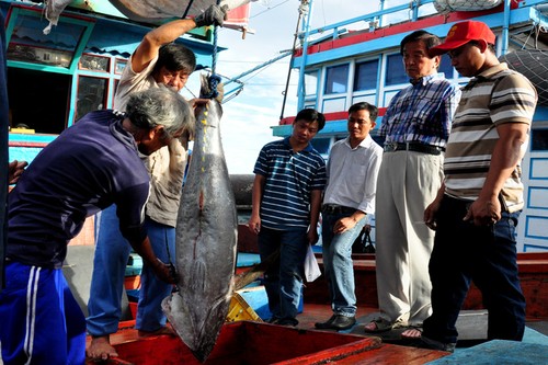 Vietnam tries to fully tap tuna catching industry - ảnh 1